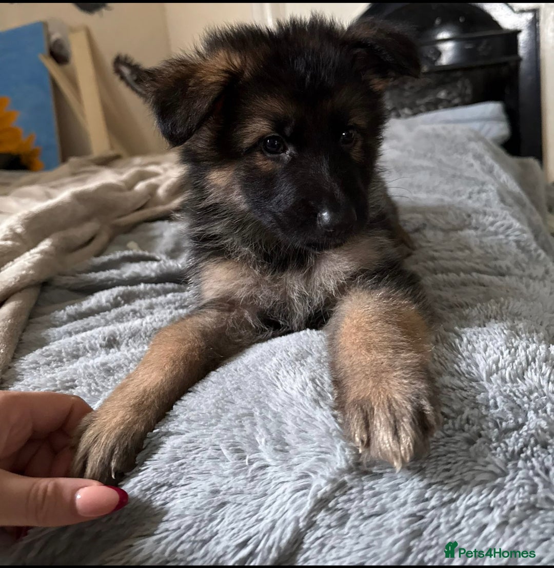 German Shepherd dogs for sale: 6 beautiful long haired German Shepards for sale! - Image 3