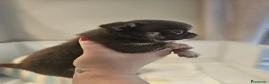 Chihuahua 2