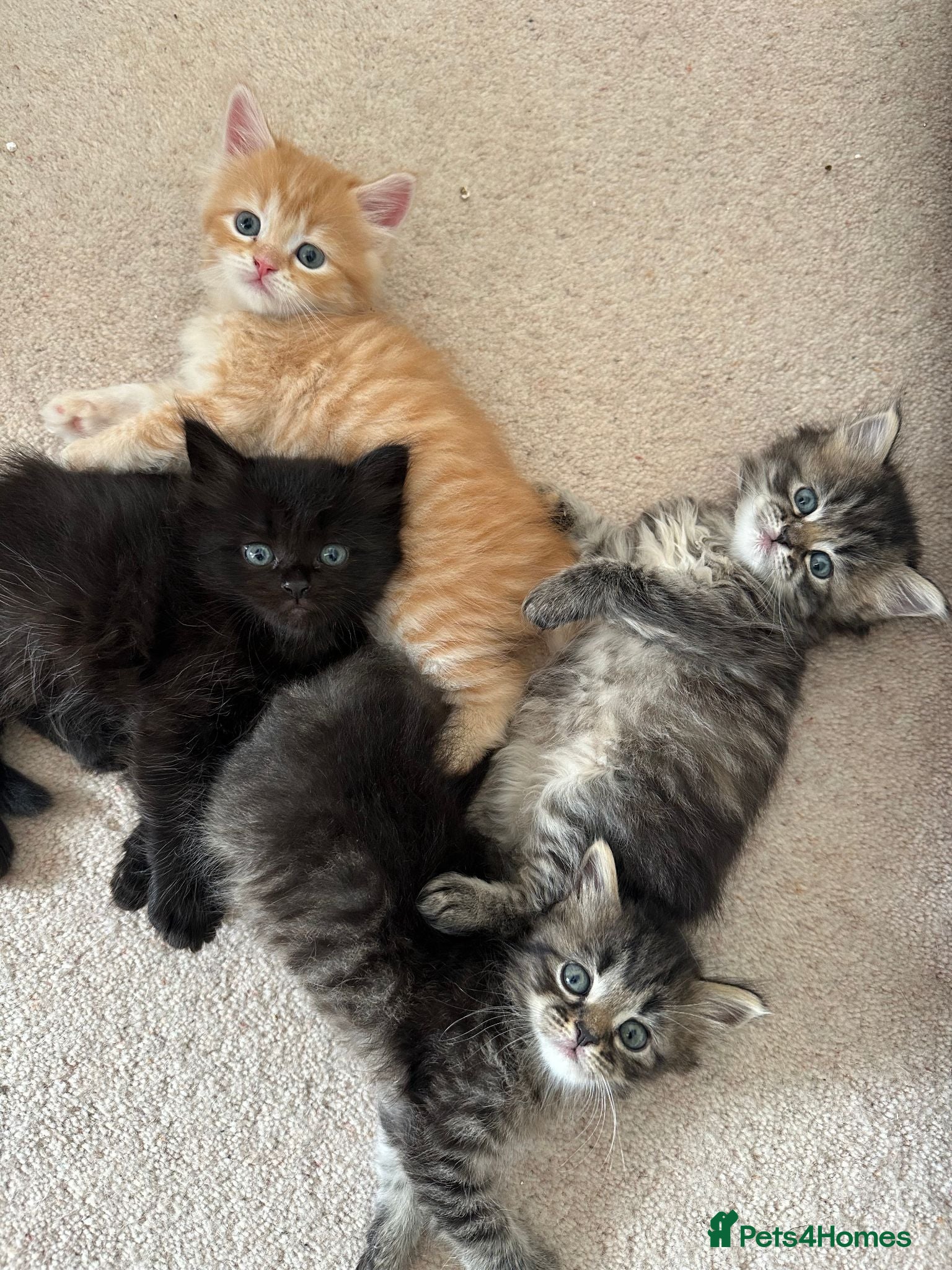 Siberian cats Beautiful Siberian Kittens - Advert 2