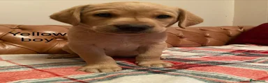 Labrador Retriever 4