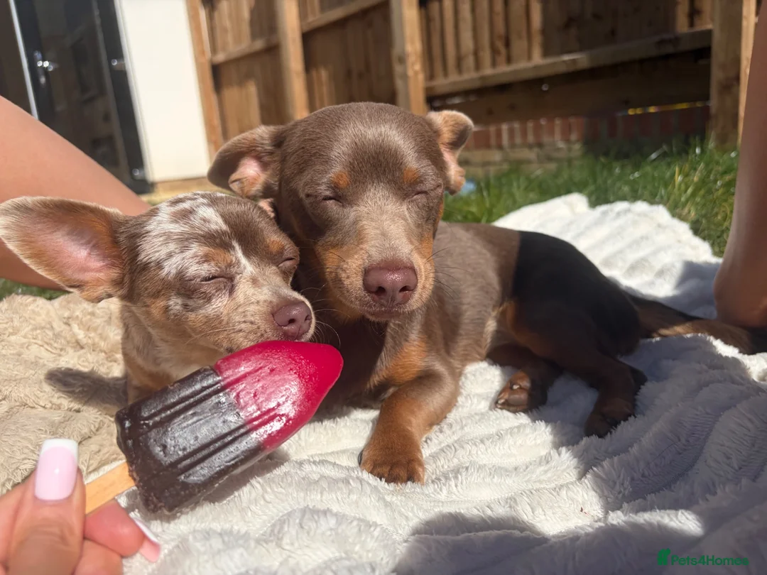 Mixed Breed dogs for sale: Minnie and Winnie - Advert 2