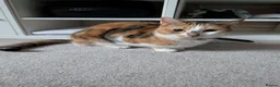 Mixed Breed cats for sale: Sister Siamese x short domestic in Rotherham - Advert 3