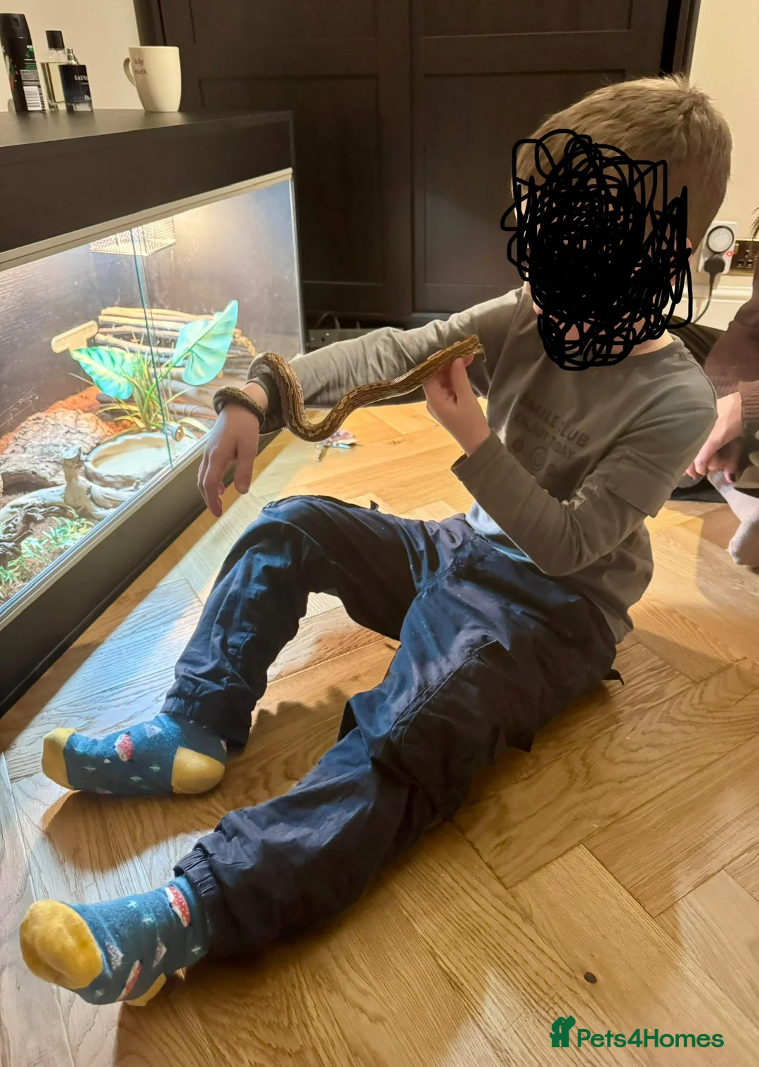 Corn Snake reptiles for sale: Friendly Corn Snake and full set up - Advert 5