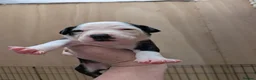 Mixed Breed dogs for sale: Borador bully puppies x3 girl viewings now  - Advert 28