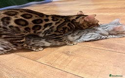 Bengal cats for stud: cat for mating - Image 6