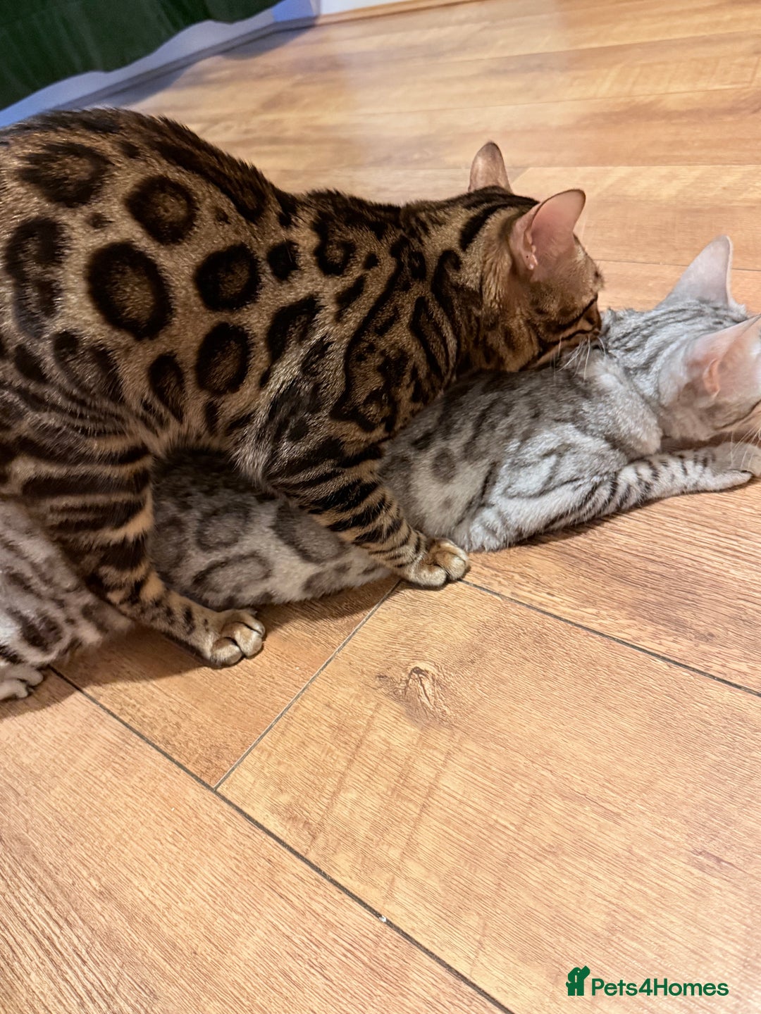 Bengal cats for stud: cat for mating - Image 6