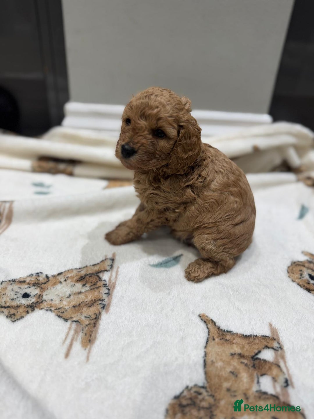 Cavapoo dogs for sale: Two Gorgeous light red Cavapoo Boys  - Advert 12