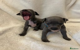 Italian Greyhound dogs for sale: Cutest ** KC Italian Greyhound’s  - Image 4