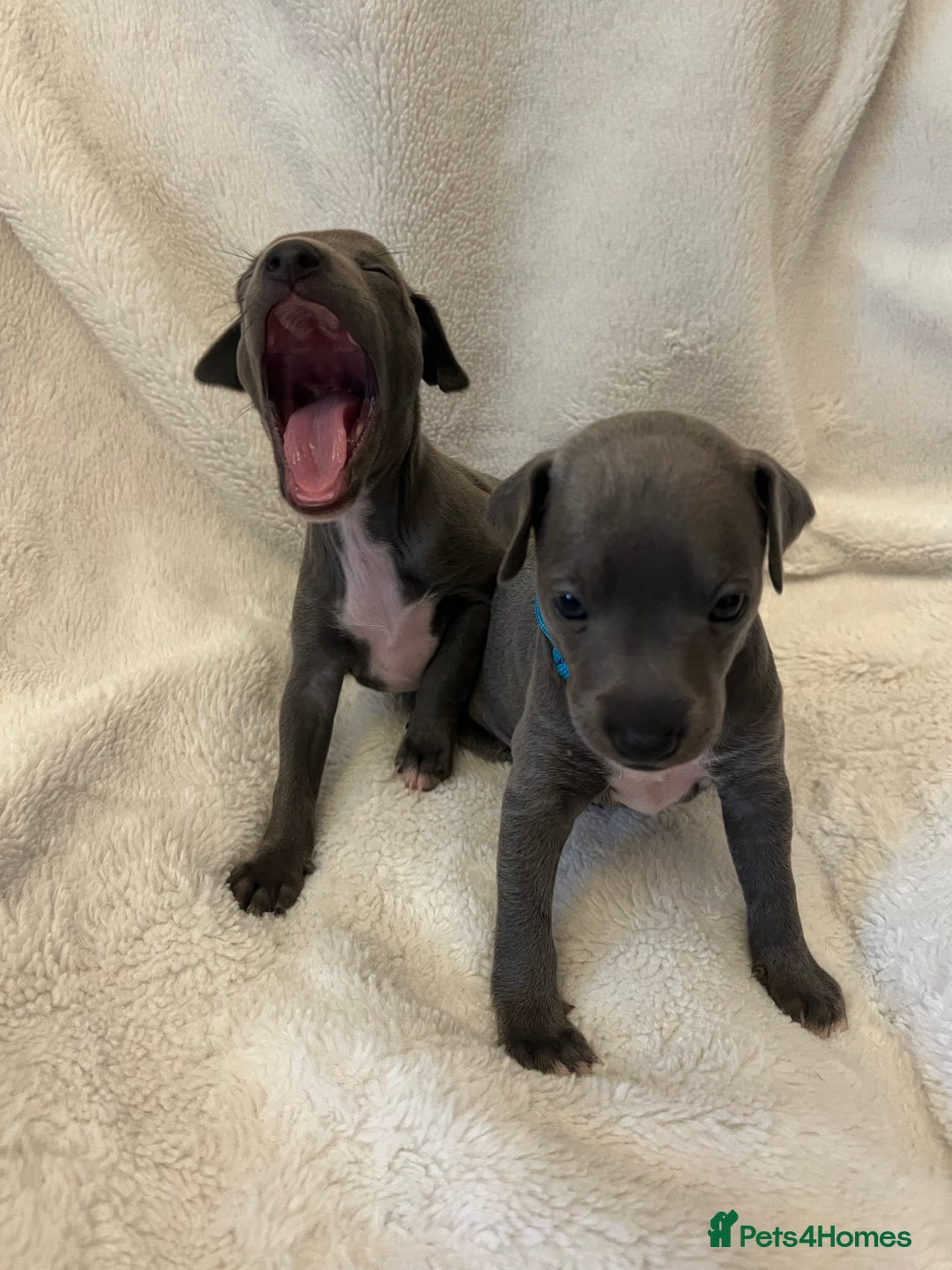 Italian Greyhound dogs for sale: Cutest ** KC Italian Greyhound’s  - Image 4