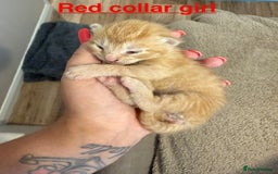 Domestic Shorthair cats for sale: 8 Bundles of joy - Image 17