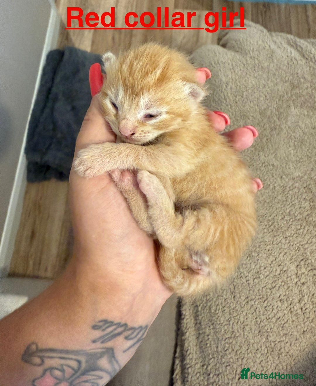 Domestic Shorthair cats for sale: 8 Bundles of joy - Image 17