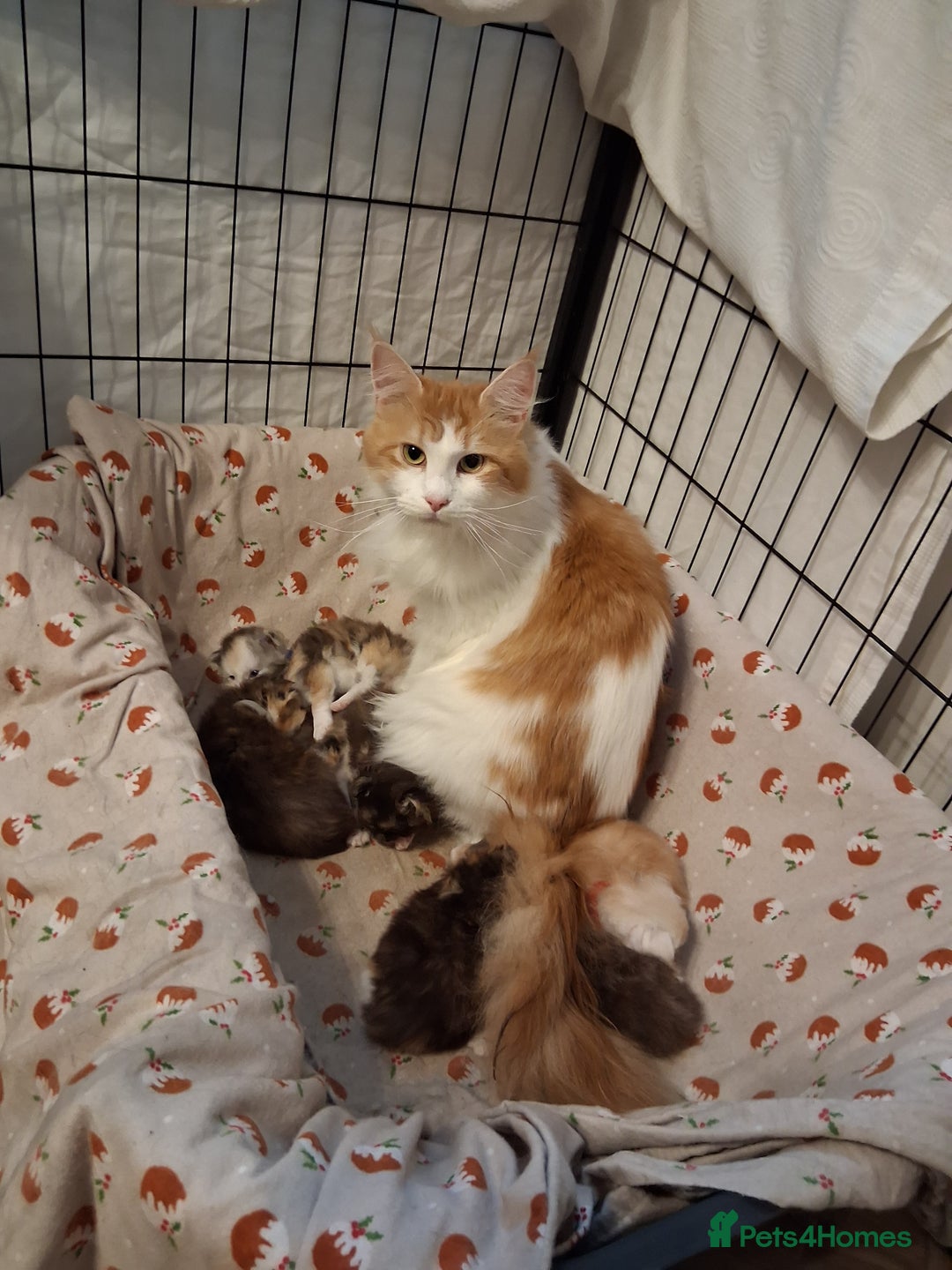 Mixed Breed cats for sale: 10 week old kittens available  - Image 9