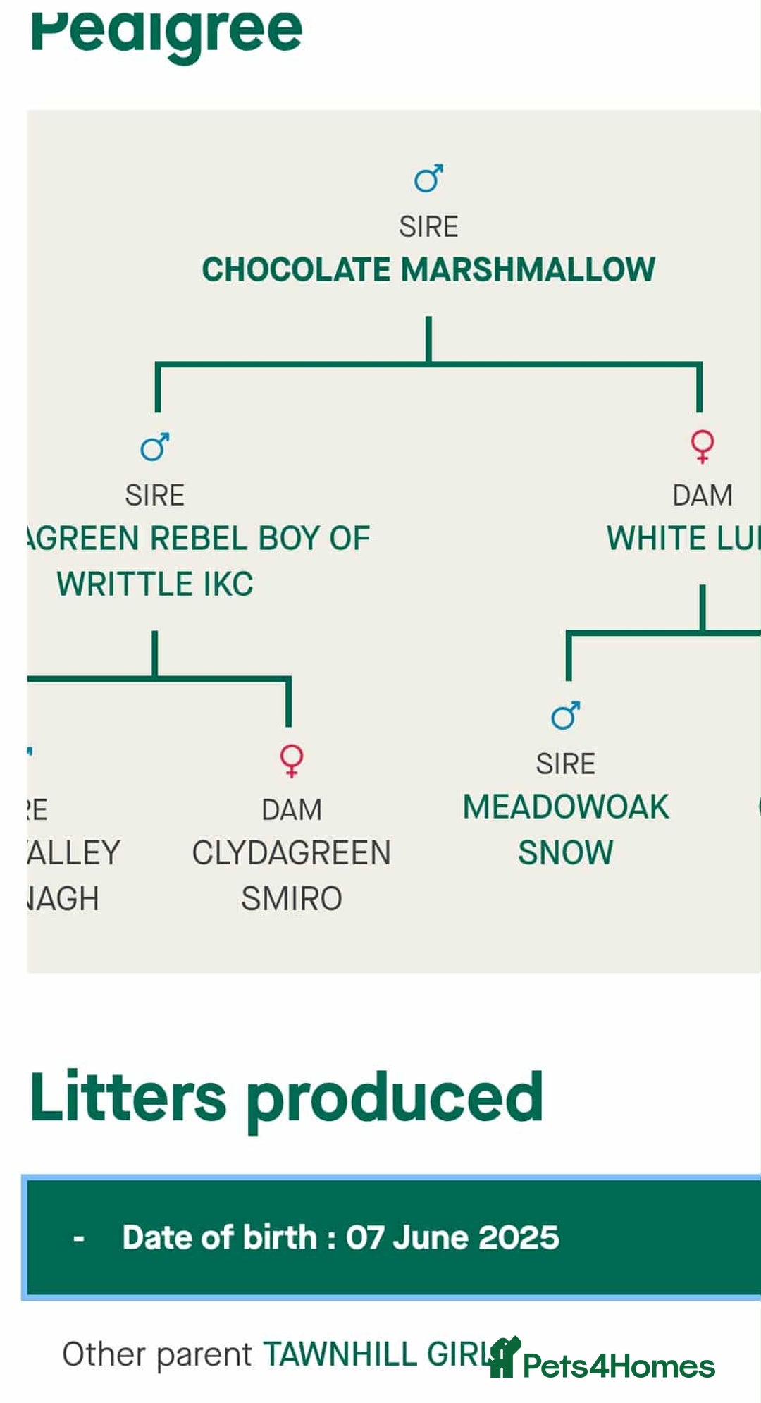 English Springer Spaniel dogs for stud: KC registered English Springer Spaniel for stud - Advert 9