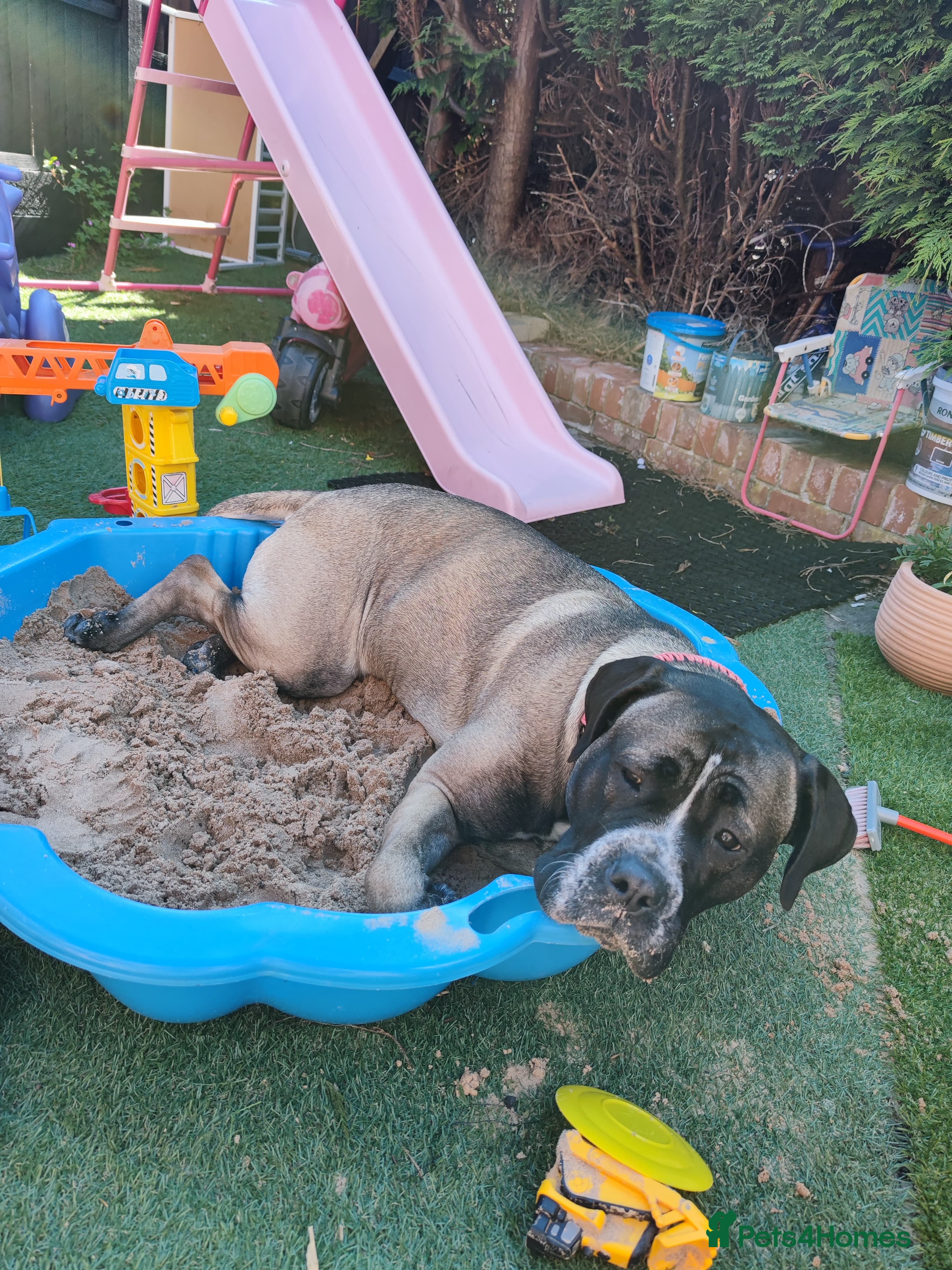 Bullmastiff dogs Urgently looking to rehome Taz the Bullmastiff  - Advert 13