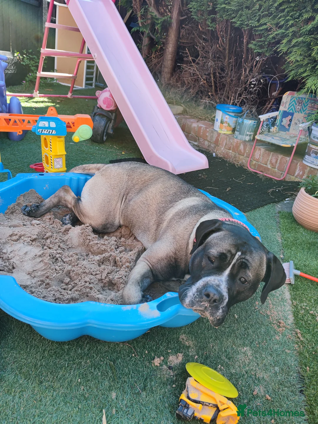 Bullmastiff dogs for sale: Urgently looking to rehome Taz the Bullmastiff  - Advert 1