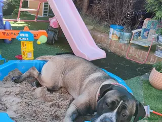 Bullmastiff dogs Urgently looking to rehome Taz the Bullmastiff - Advert 13