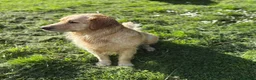 Golden Retriever dogs for sale: Beautiful chunky Golden Retriever puppies for sale in Welshpool - Advert 23