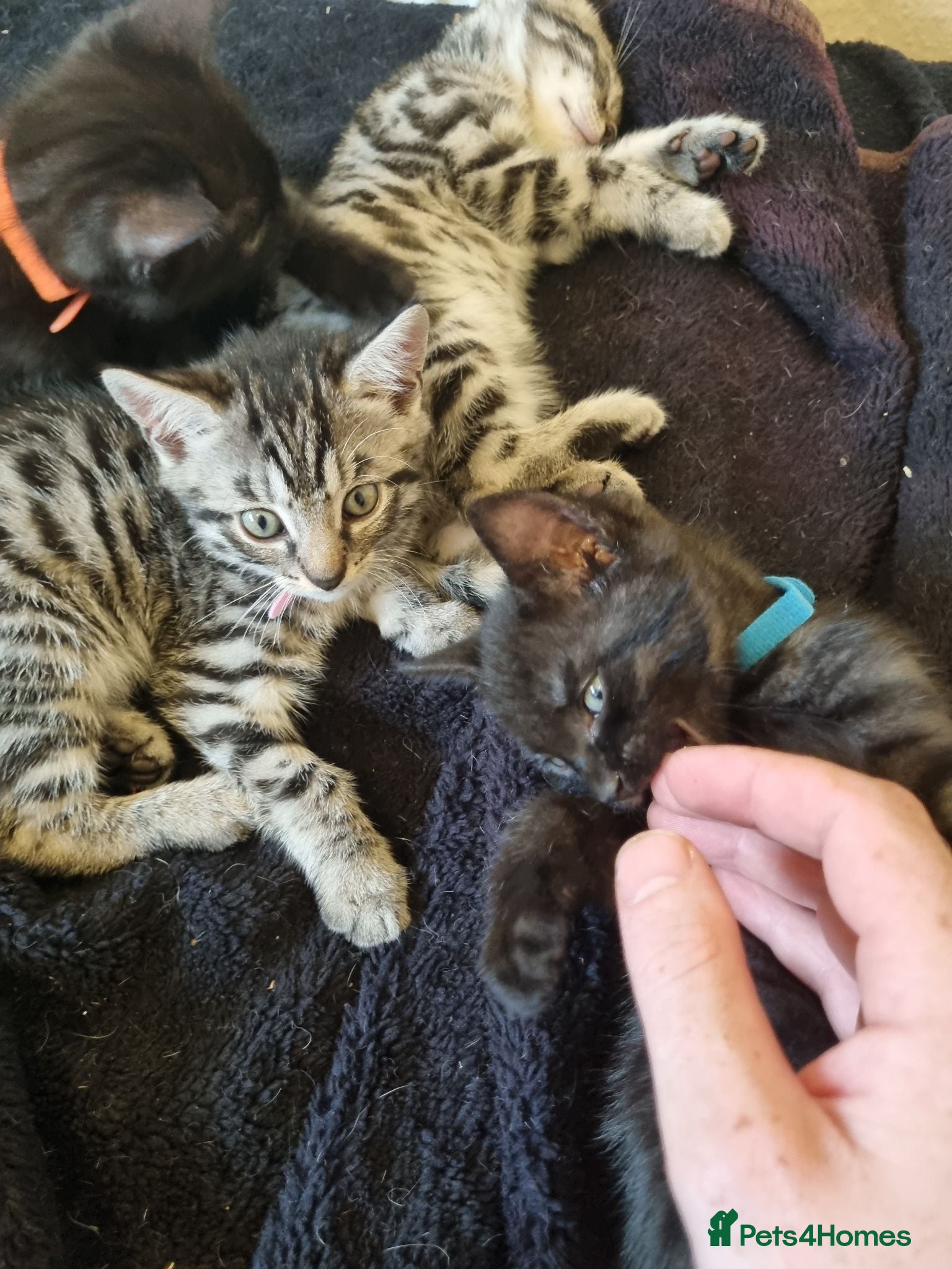Bengal cats Bengal cross kittens. - Advert 16