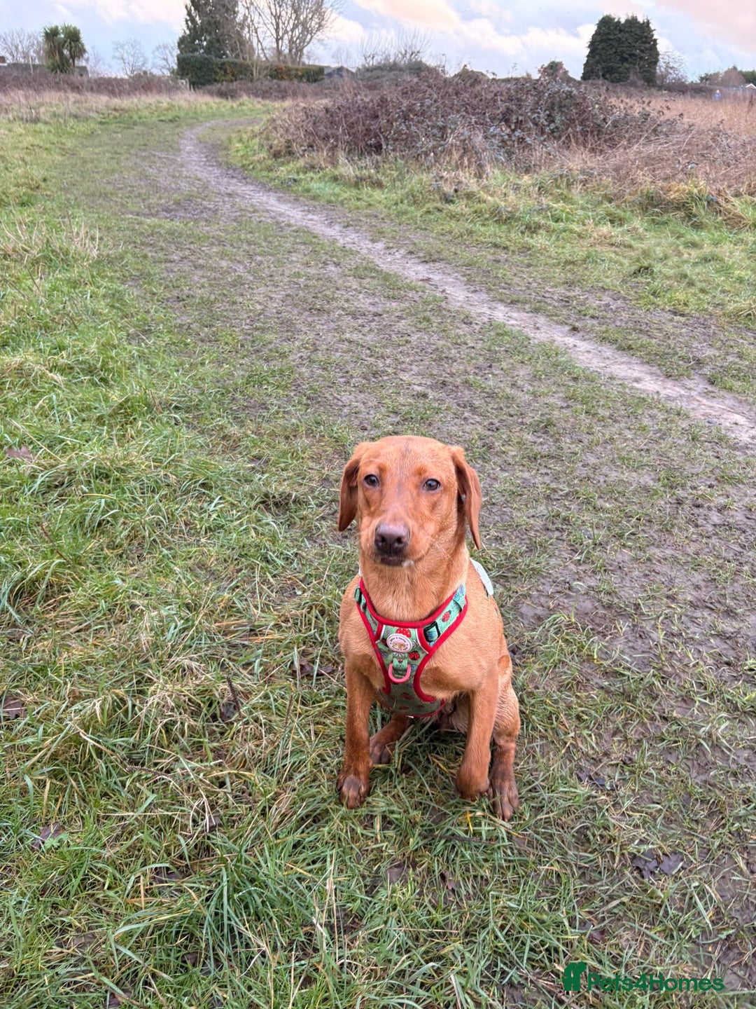 Labrador Retriever dogs for sale: Fox Red Labrador  - Advert 4