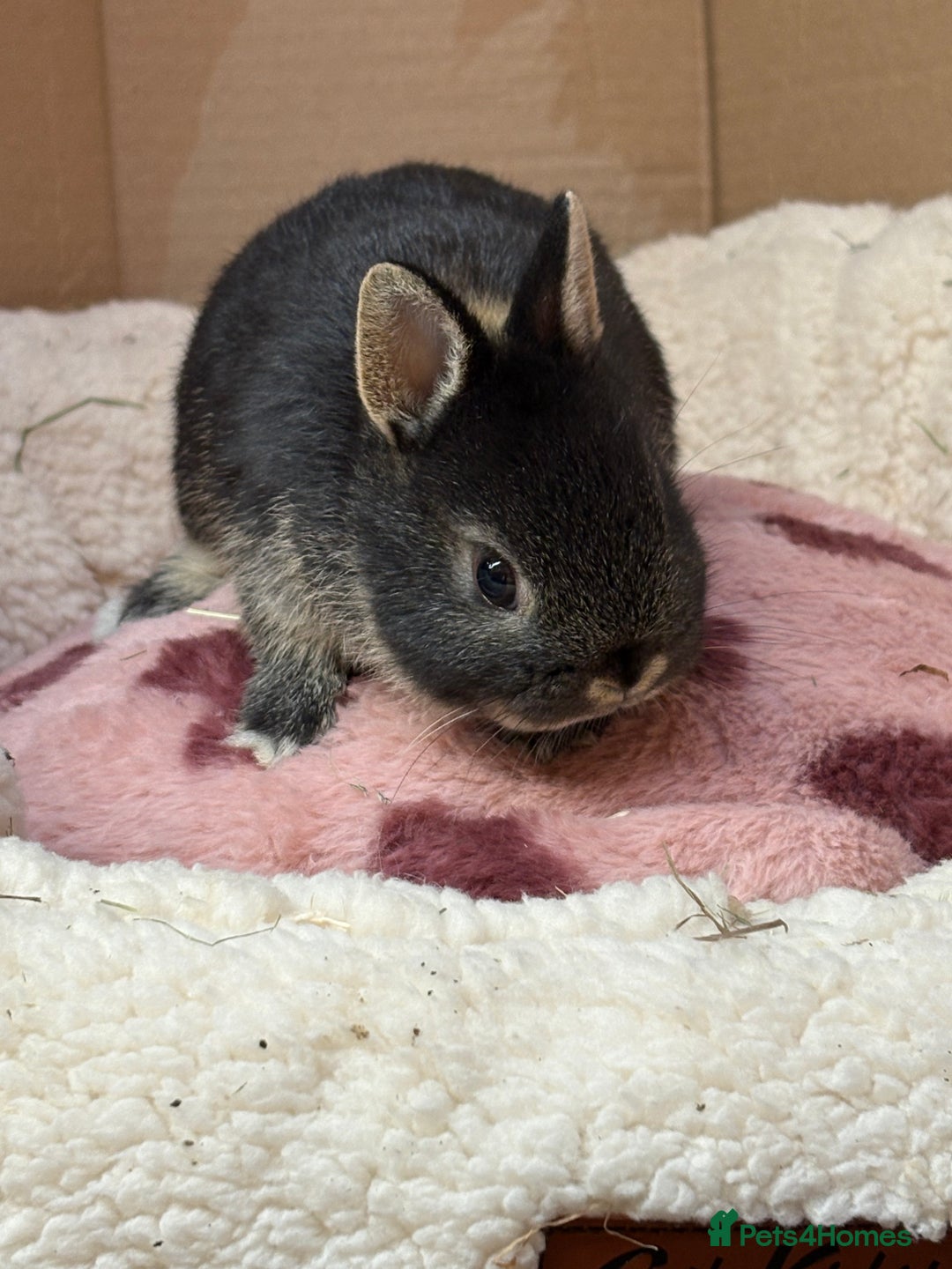 Netherland Dwarf rabbits for sale: Pure breed netherland dwarf (vaccinated)  - Advert 9
