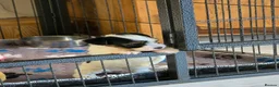Biewer Terrier dogs for sale: Pure bred Biewer Terrier  - Advert 5