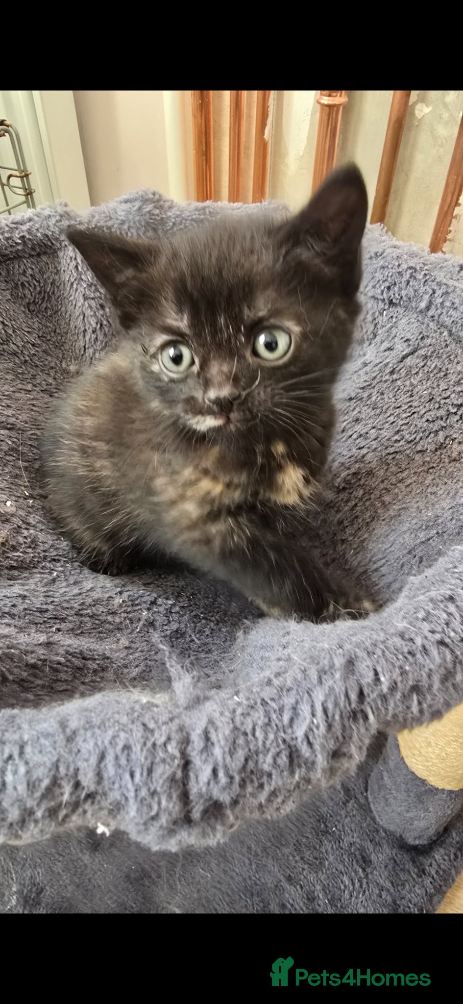 Mixed Breed cats Lovely Tortoiseshell girl kitten 😸 ♥️  - Advert 1