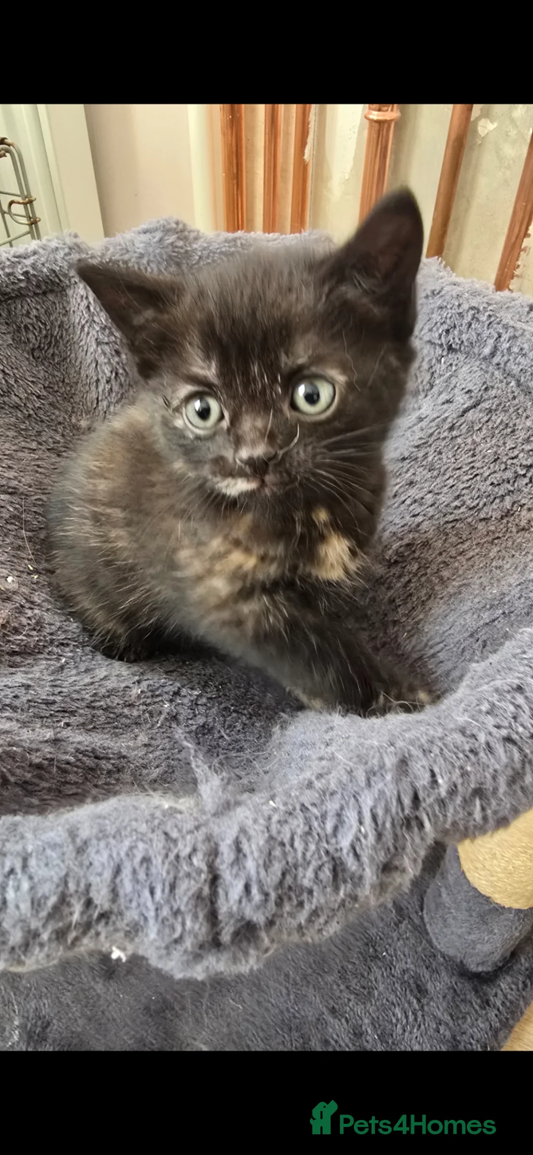 Mixed Breed cats for sale: Lovely Tortoiseshell girl kitten 😸 ♥️  - Advert 1