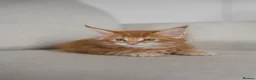 Maine Coon cats for sale: 5 Beautiful Russian Import Kittens TICA - Advert 3