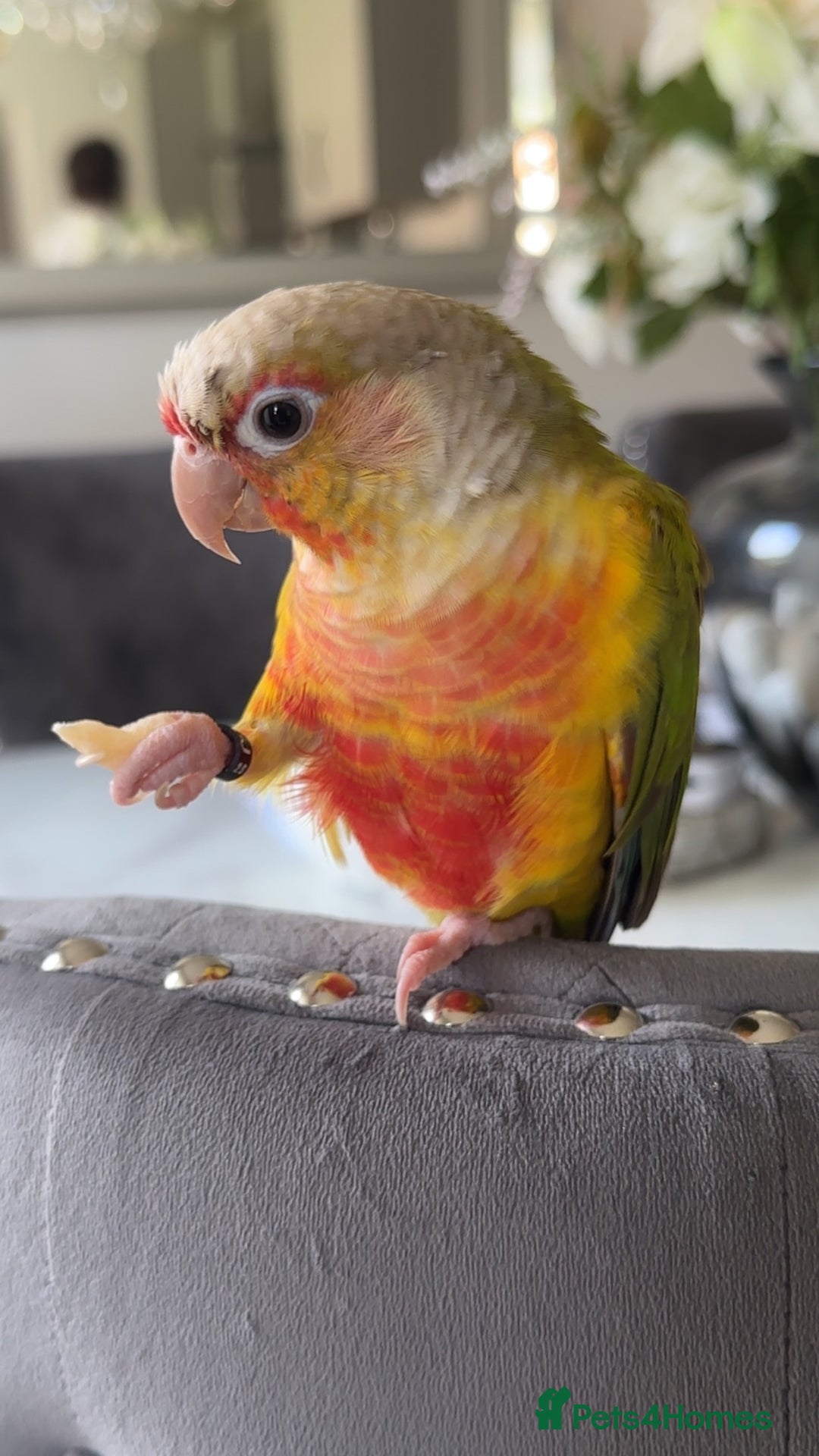 Conures birds for sale: Green Cheek Conure for sale 11months old £850 - Advert 7