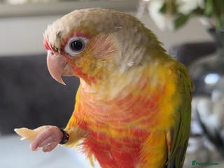 Conures birds Green Cheek Conure for sale 11 months old £850 - Advert 13