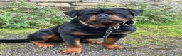 Rottweiler dogs for stud: Stunning KC registered fully health tested male   in Burnley - Advert 14