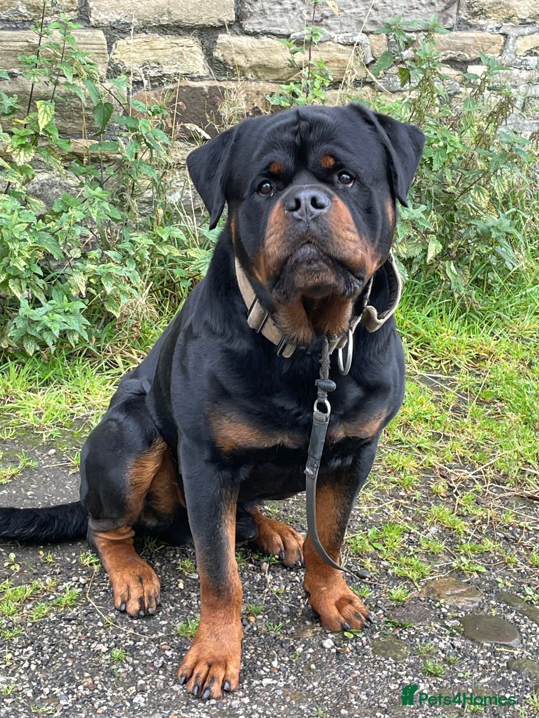 Rottweiler dogs for stud: Stunning KC registered fully health tested male   in Burnley - Image 11