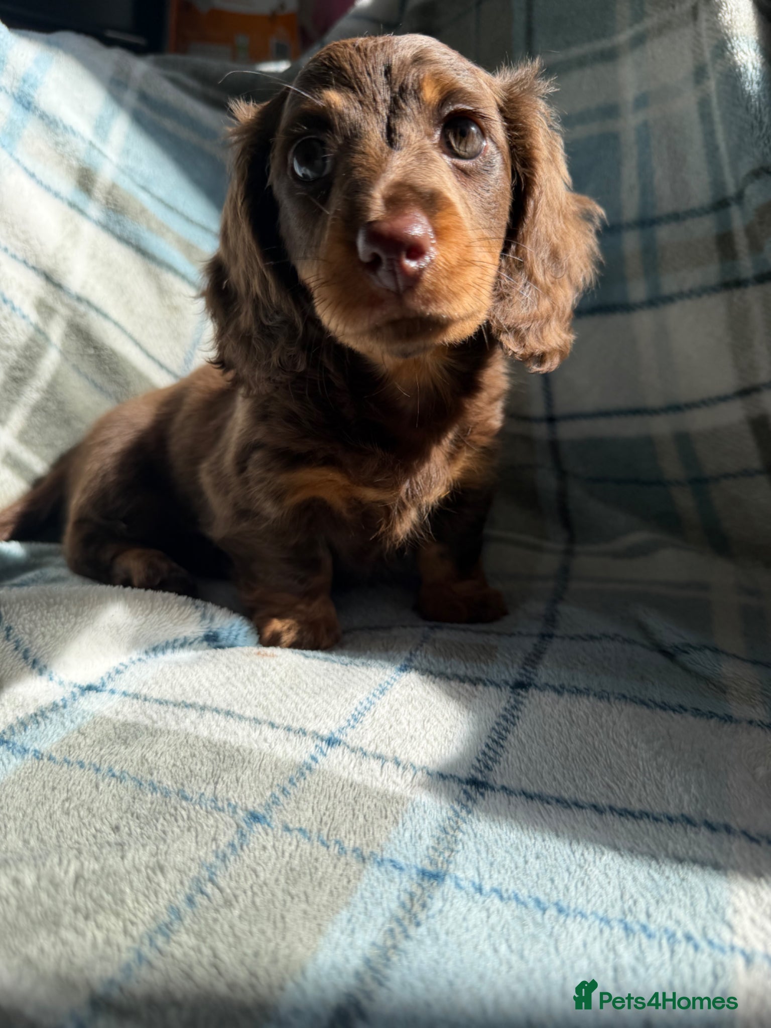 Dachshund dogs for sale: Miniature Dachshund Puppies  - Advert 18