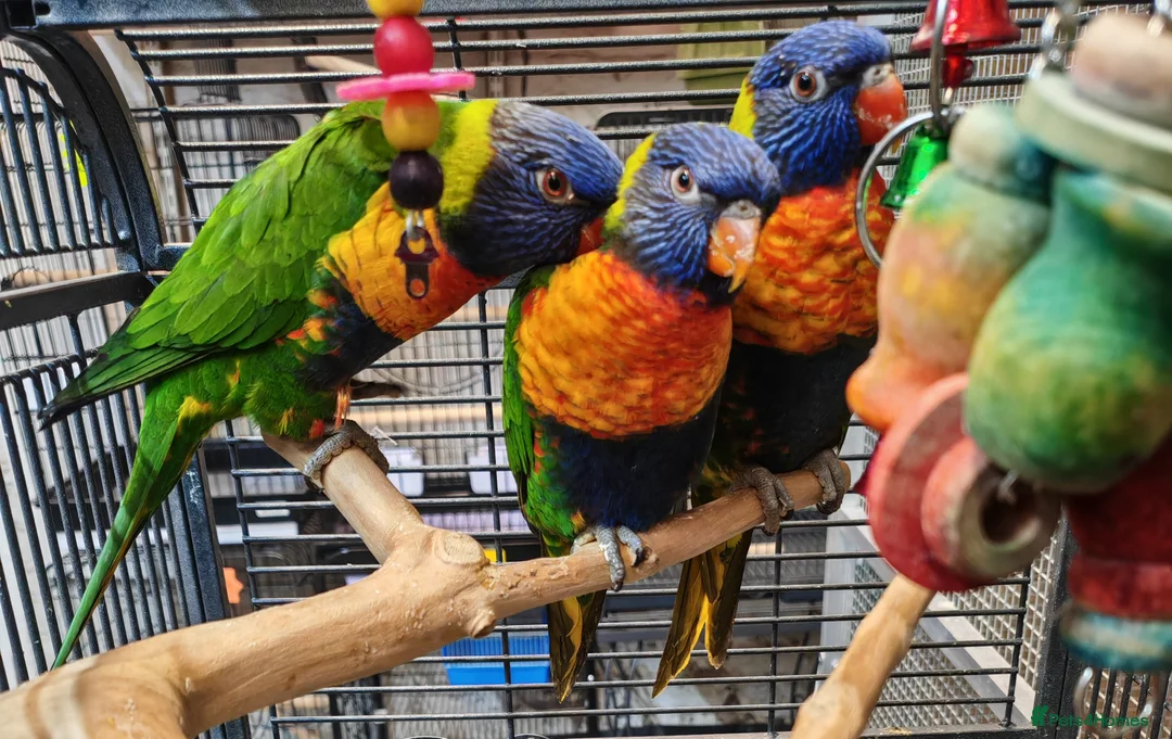 Parrots birds for sale: Birds/Parakeets/Parrots Available  - Advert 13