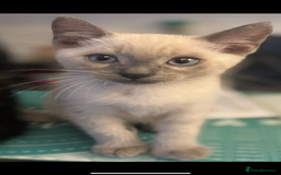 Bengal cats for sale: Beautiful Bengal x British short hair kittens! - Image 3