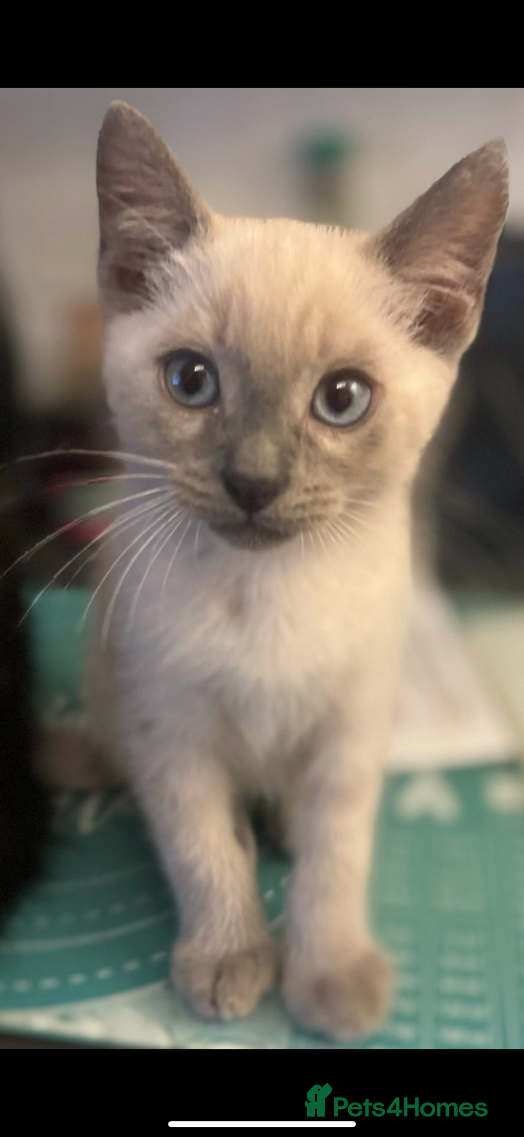 Bengal cats for sale: Beautiful Bengal x British short hair kittens! - Image 3