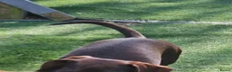 Miniature Dachshund dogs for sale: Sweet big brown female  - Advert 11
