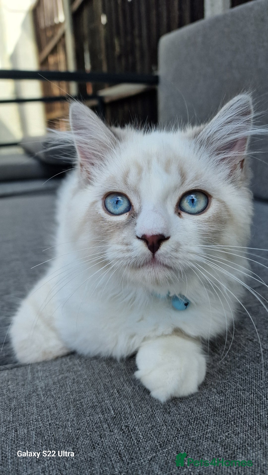 Neva Masquerade cats for sale: Siberian Neva Masquarade Kitten - Image 5