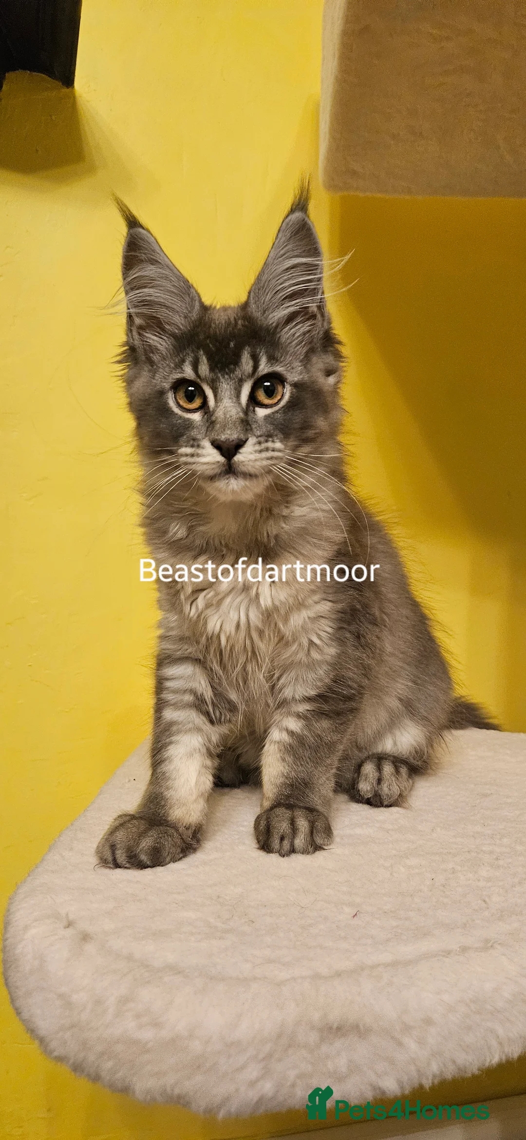 Maine Coon cats for sale: TICA Registered Maine Coon Kitten - Advert 3