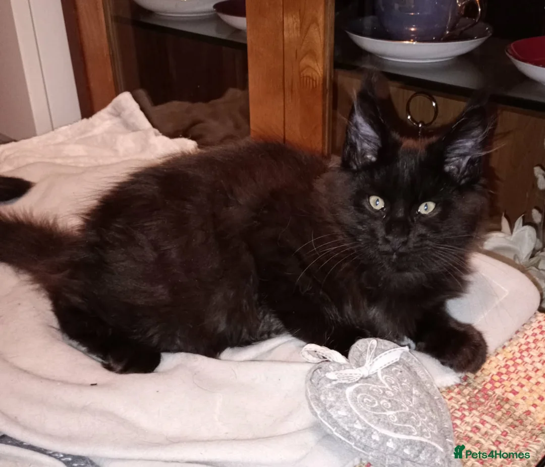 Maine Coon cats for sale: Maine coon XL pedigree active - Advert 11