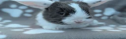 Mini Lop rabbits for sale: Mini Lop Rabbits - Advert 7