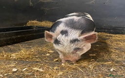 Pig livestock for sale: Julianna x kunekune piglets - Image 4