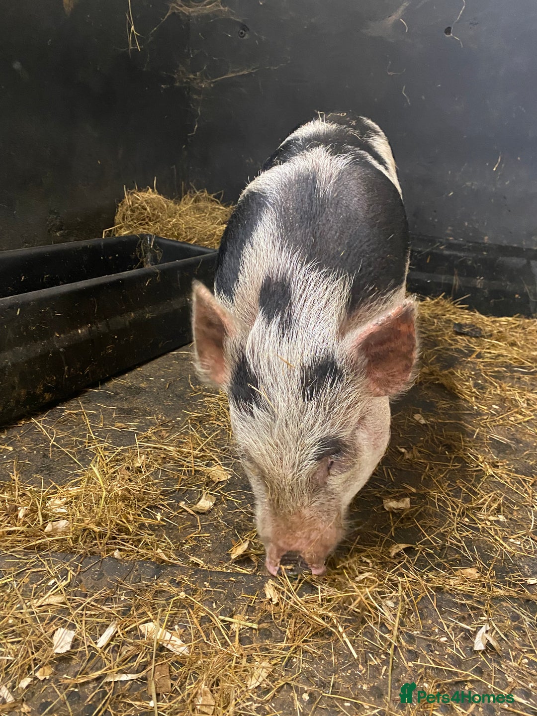 Pig livestock for sale: Julianna x kunekune piglets - Image 4