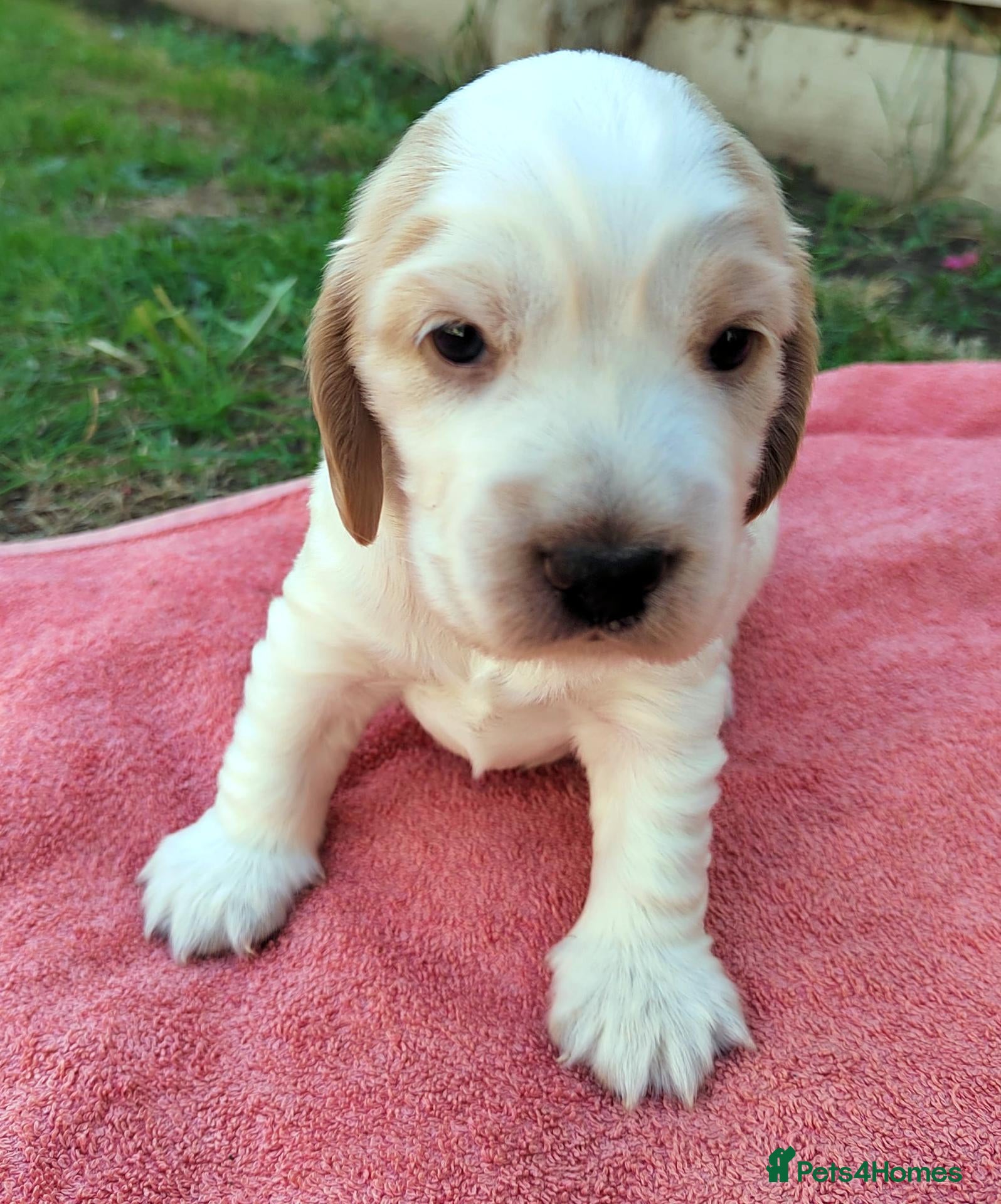 Cocker Spaniel dogs KC REG COCKER SPANIEL MALE - Advert 18