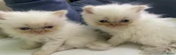 Persian cats for sale: Beautiful Blue Point Kittens - Advert 6