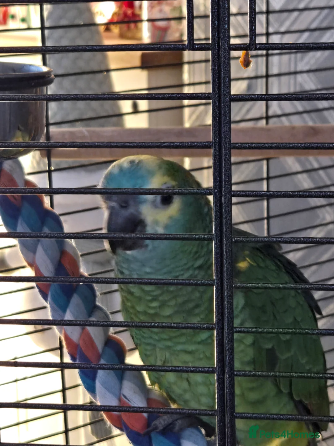 Parrots birds for sale: Blue fronted amazon  - Advert 4