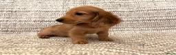 Miniature Dachshund dogs for sale: Beautiful  long-haired miniature Dachshund Puppies - Advert 4