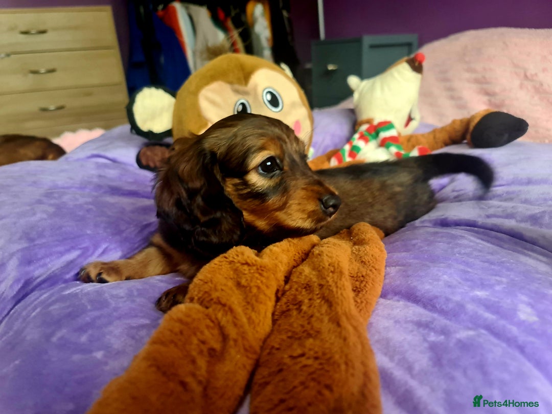 Dachshund dogs for sale: Last one beautiful long-haired dachshunds girl 😍 - Image 6