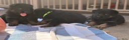 German Shepherd dogs for sale: Kc Gsd pups READY NOW 1 SABLE FEMALE AVAILABLE  - Advert 20