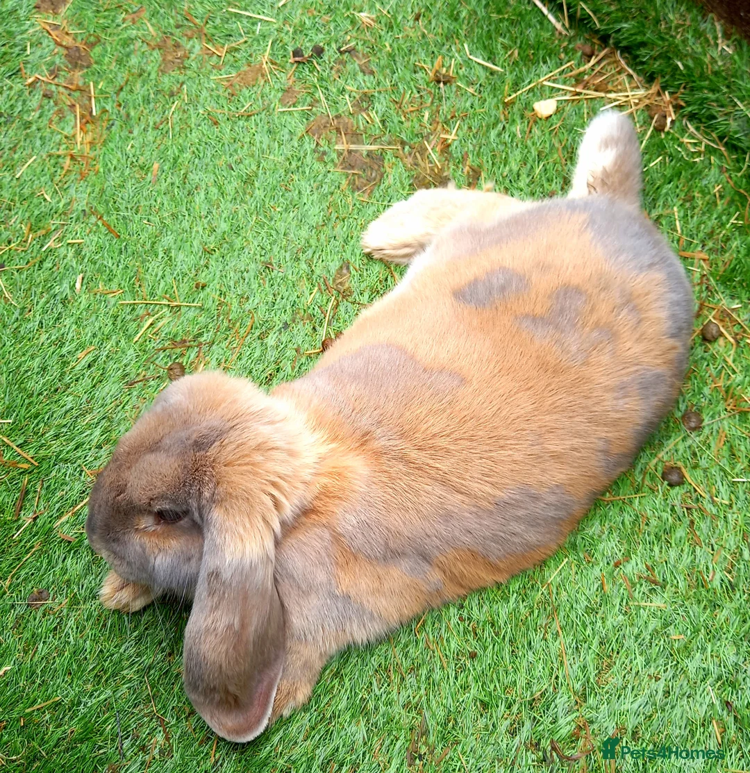 French Lop rabbits for sale: Beautiful female French Lop - Advert 2